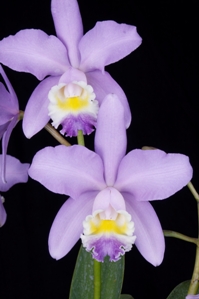 Cattleya Mrs. Herbert Greaves Blue Jenny HCC/AOS 78 pts.